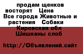 продам щенков восторят › Цена ­ 7 000 - Все города Животные и растения » Собаки   . Кировская обл.,Шишканы слоб.